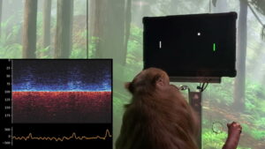 Neuralink Teaches Monkey to Control Pong with His Mind via Implants