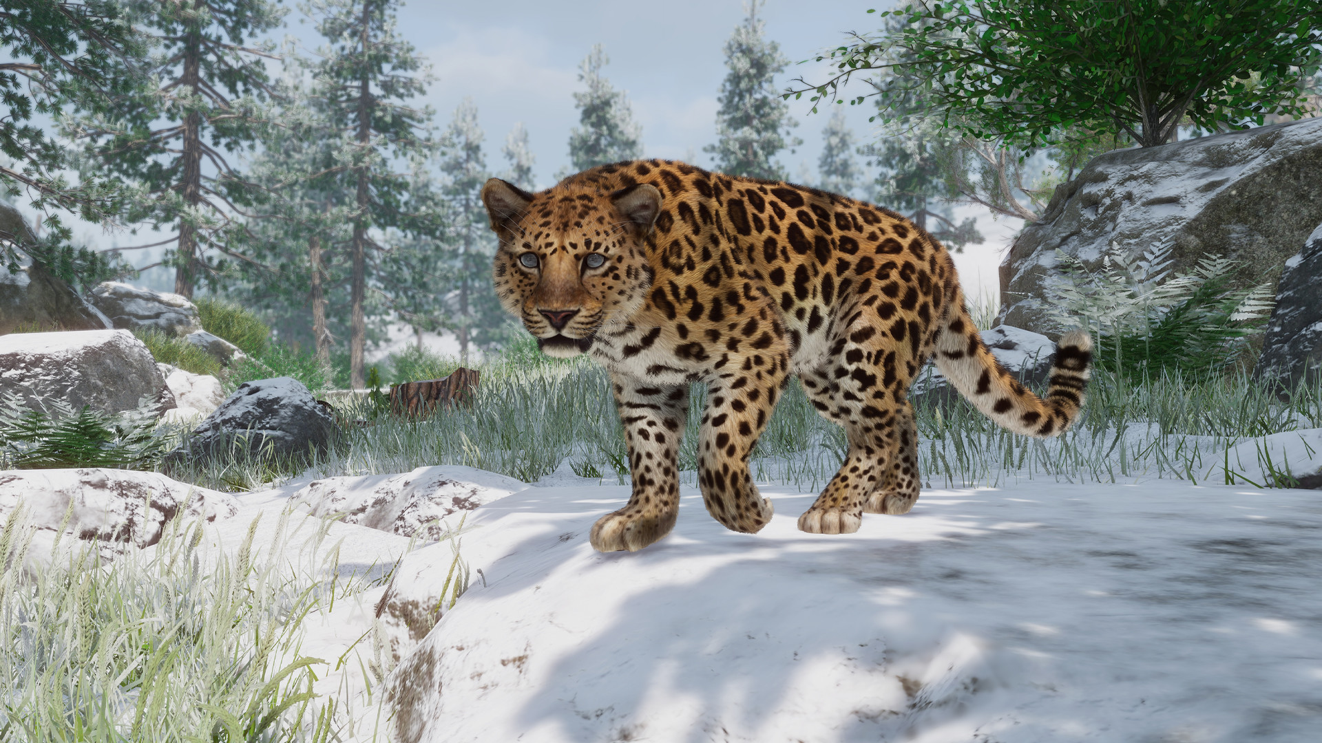 Planet Zoo gets axolotls, leopards, and more in new Conservation Pack DLC